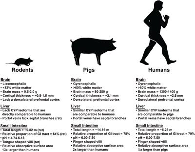 Alcohol Induced Brain and Liver Damage: Advantages of a Porcine Alcohol Use Disorder Model